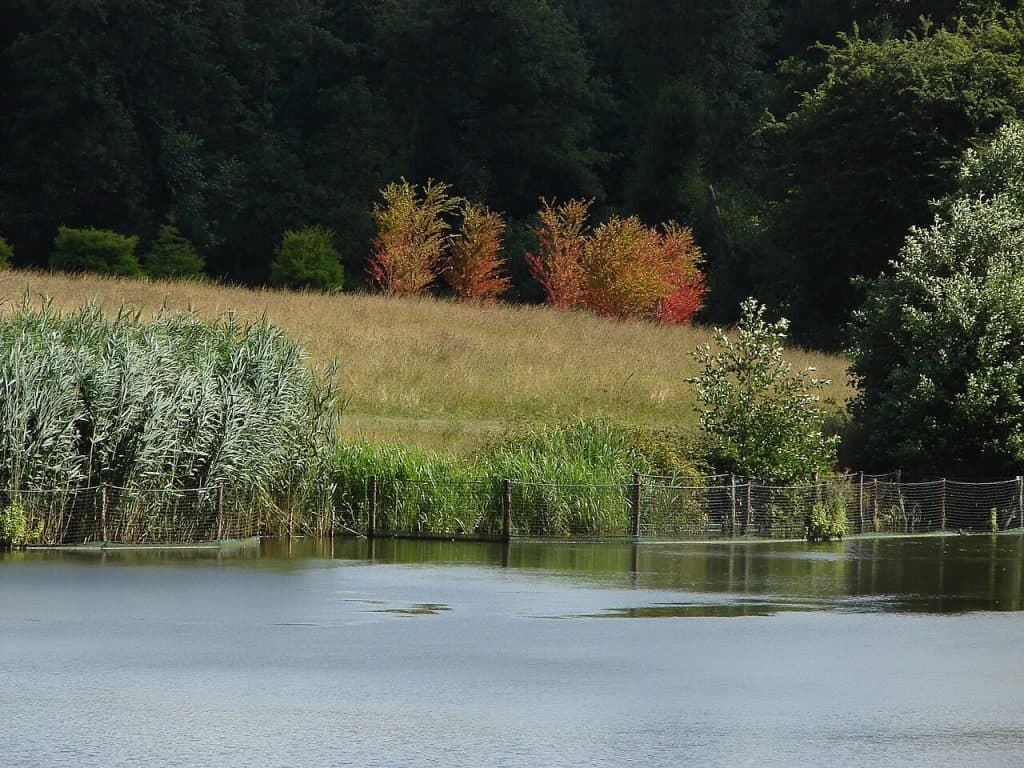 Winkworth_Arboretum_-_geograph.org.uk_-_3597112